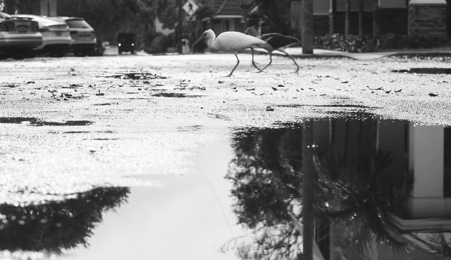 Rainy morning reflections with an older Olympus EM-1 mark II